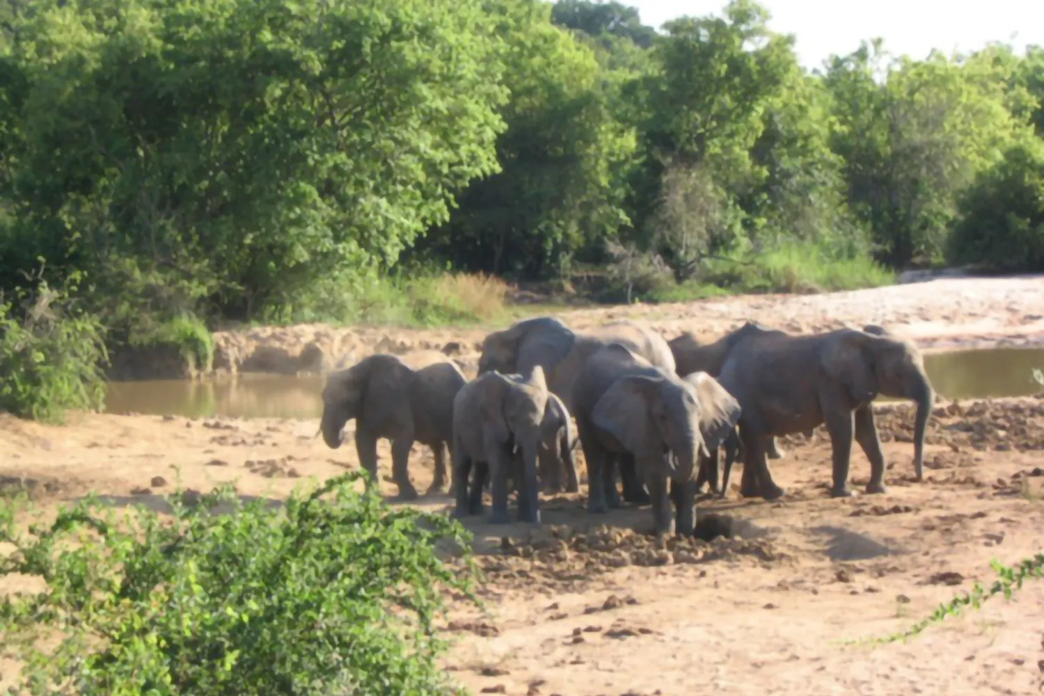 ヤンカリ自然公園（Yankari National Park）